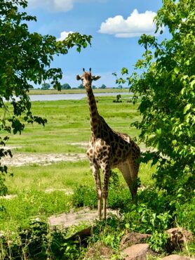 Chobe National Park, Botswana