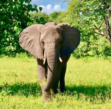 Chobe National Park, Botswana