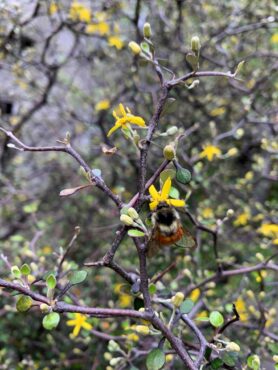 Corokia cotoneaster with a visiting bumblebee