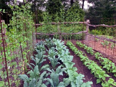 A quarter of the author's garden is fenced to keep the rabbits out. They seem to prefer the green beans, kale, and broccoli, so these are planted in "the bunny bin" every year. The fence around the area is used to support snap peas and cucumbers. (Photo courtesy C.L. Fornari and National Garden Bureau)