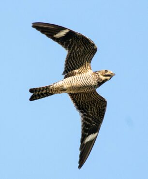 A common nighthawk in flight flashes its trademark white wingbars.