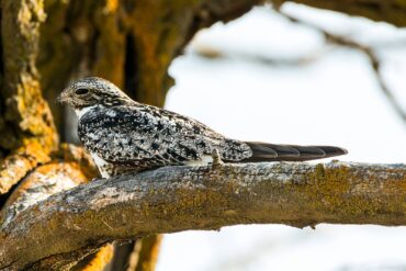 A common nighthawk rests on a tree branch, where it resembles a knot of wood from a distance.