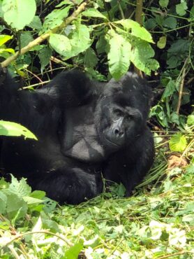 Silverback checking out the visitors