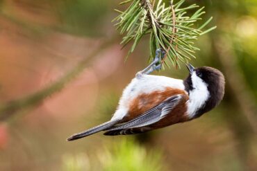 An agile chestnut-backed chickadee hangs upside down from the tips of pine needles while searching for insects.