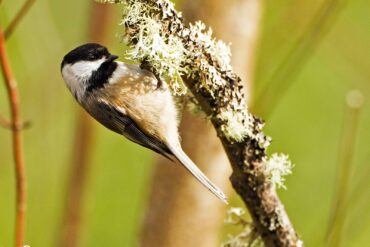 A black-capped chickadee clings to lichen while gleaning insects from a tree branch.