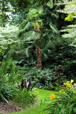 A path leads under a foliar canopy of Styrax japonica ‘Frosted Emerald,’ Aralia elata ‘Variegata' and a windmill palm (Trachycarpus fortunei).