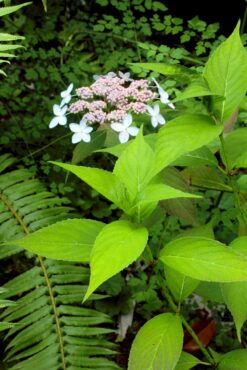 Hydrangea ‘Lemon Daddy’