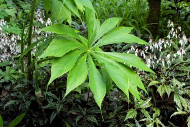 Arisaema consanguineum rises above the Begonias and Saxifragas.