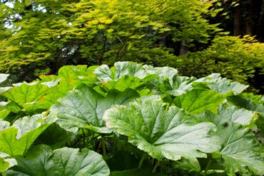 A vignette of textural contrast with the large Darmera peltata foliage and the smaller Acer ‘Orange Dream’ leaves.