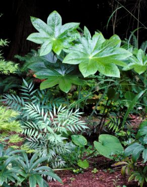 Podophyllum versipelle and Mahonia ‘Soft Caress’