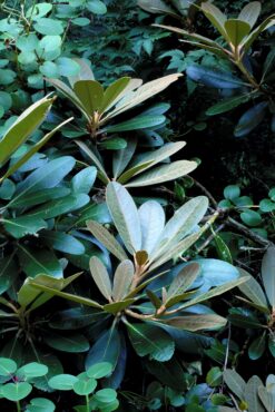 Rhododendron rex spp fictolacteum