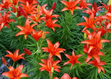 Lilies grow from bulbs and their large prominent flowers brighten up gardens and provide vertical appeal.