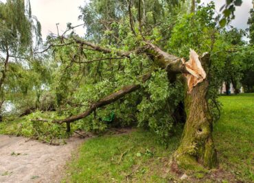 fallen tree