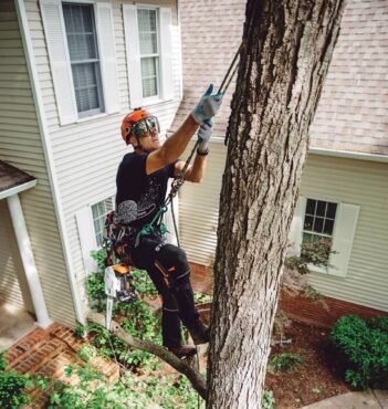 tree trimming