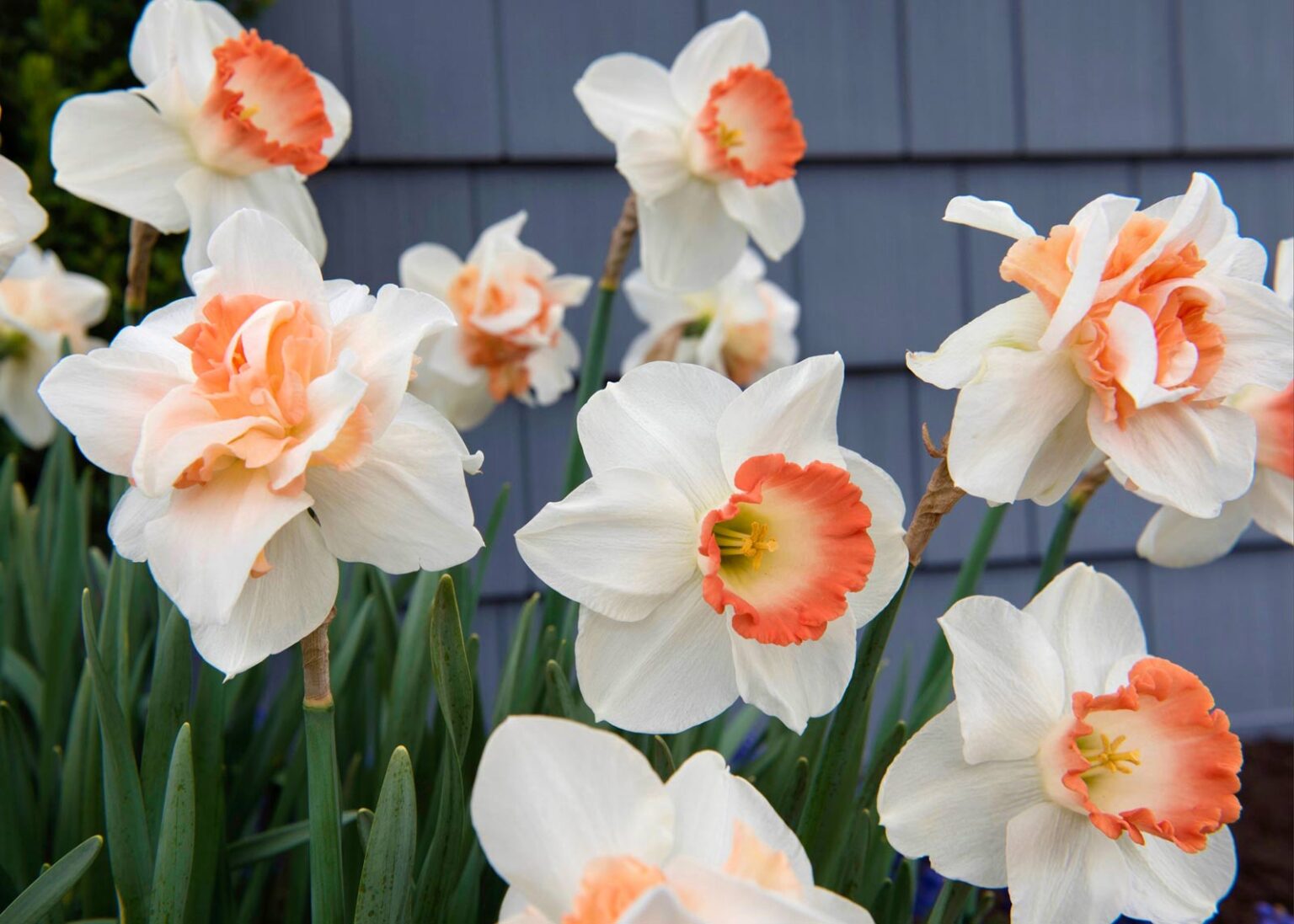 BLOG TrendSetting Daffodils for Gardens and Bouquets Featured, Gardeners Corner
