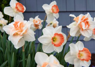 Delnashaugh is one of the most impressive double daffodils with its frilly petals, while early blooming Pink Pride has ruffled cups that start off apricot and gradually turn coral pink. (Photo courtesy of Longfield-Gardens.com)
