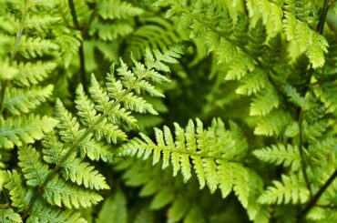 Ferns