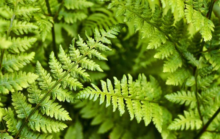 Ferns