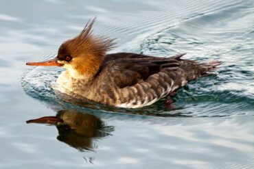 Female red-breasted merganser