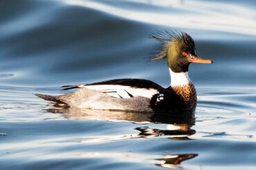 Male red-breasted merganser