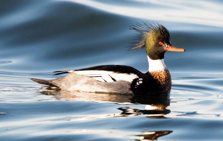 Male red-breasted merganser