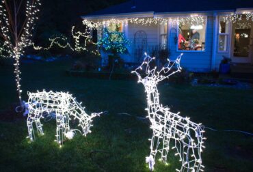 Christmas Lights and Cookie Delights