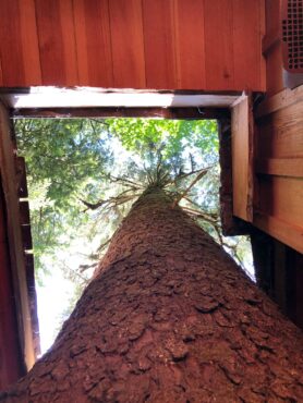 A tree runs through it — TreeHouse Point