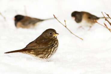 A fox sparrow forages in snow near dark-eyed juncos.