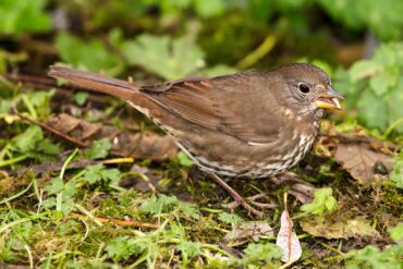 A fox sparrow blends in with the surrounding leaf litter as it nibbles on a sunflower seed.