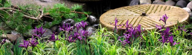 Iris reticulata in a display garden at the Northwest Flower & Garden Festival