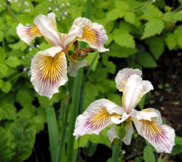 Iris x pacifica ‘Pacific Moon’