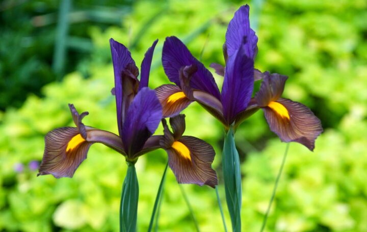 Iris ‘Eye of the Tiger’