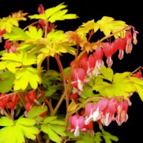 Dicentra ‘Ruby Gold’