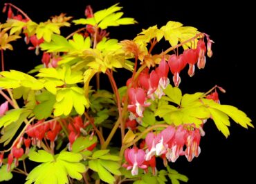 Dicentra ‘Ruby Gold’