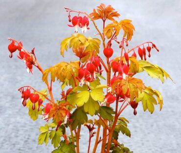 Dicentra ‘Ruby Gold’