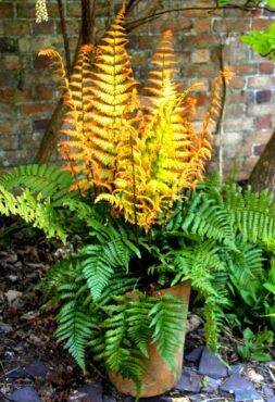 Dryopteris wallichiana ‘Jurassic Gold’