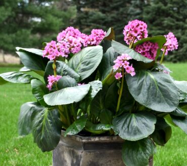 Bergenia ‘Miss Piggy’