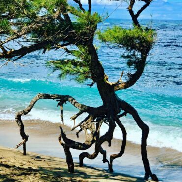 ‘Dancing Tree’ — Waihee Beach, North Maui