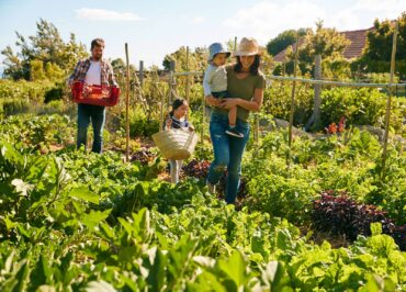 victory gardens