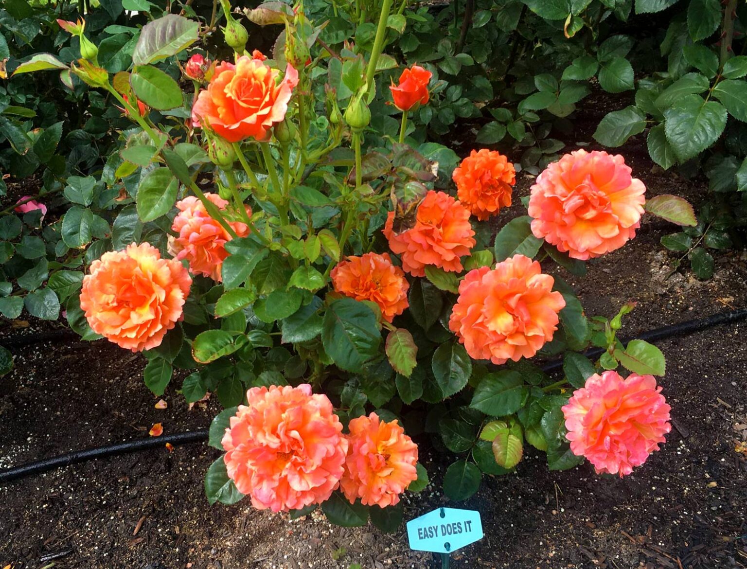 Roses for Every Garden Featured, The Garden March 11