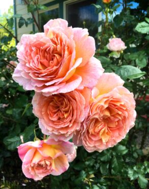 ‘Abraham Darby’