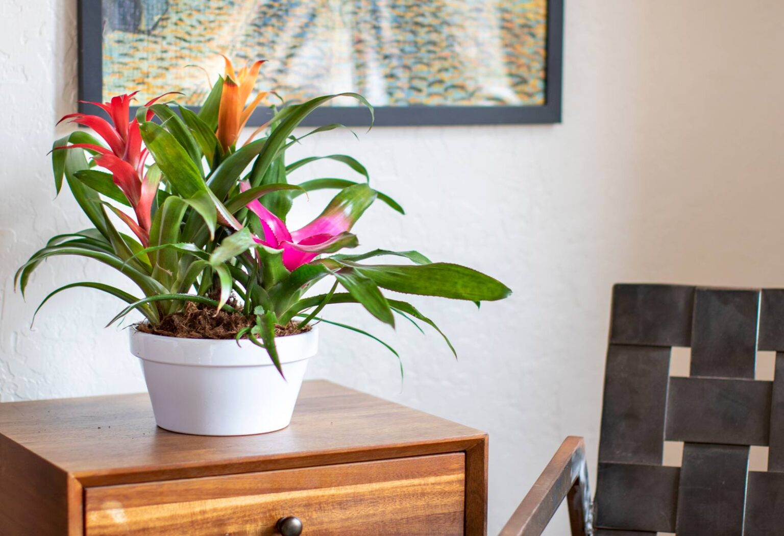 BLOG Add These Indoor Plants for a Better Yoga Experience