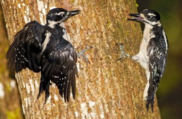 Female hairy woodpeckers in a territorial dispute