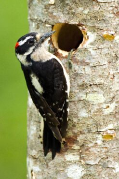 A male downy woodpecker visits the nest hole that he and his mate painstakingly carved in an alder tree.