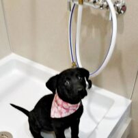 Daisy as a puppy