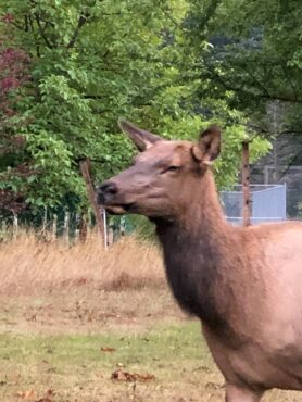 Elk wandering through downtown Packwood, Washington