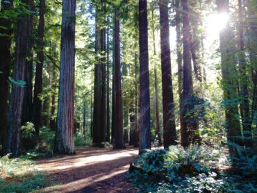 Redwoods National Forest