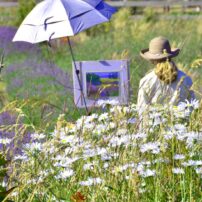 Pat Meras painting in a daisy and lavender field