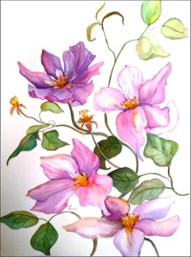 "Clematis," watercolor by Myrna Binion