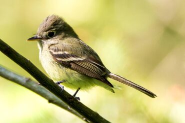 A Pacific-slope flycatcher surveys its surroundings.